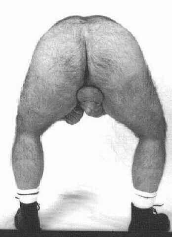 Featured bear