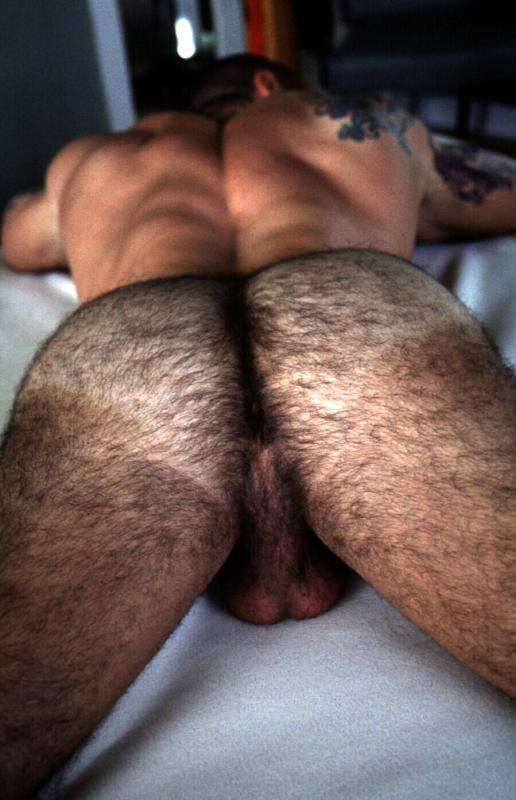 Featured bear