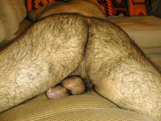 Featured bear