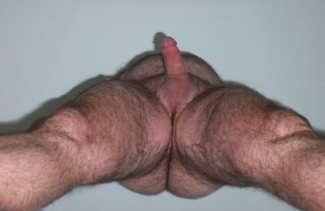 Featured bear