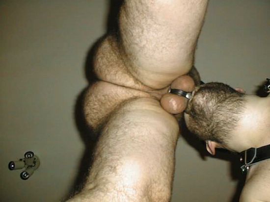Featured bear