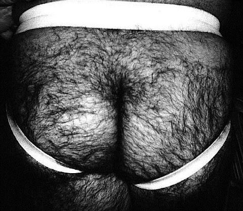 Featured bear