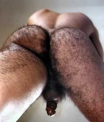 Featured bear