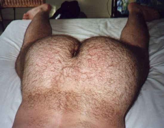 Featured bear