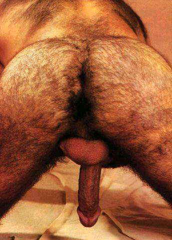Featured bear