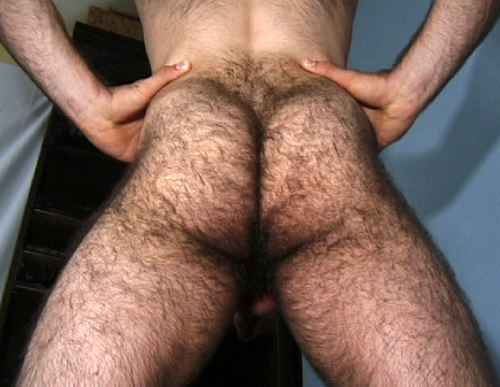 Featured bear