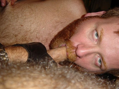 Featured bear